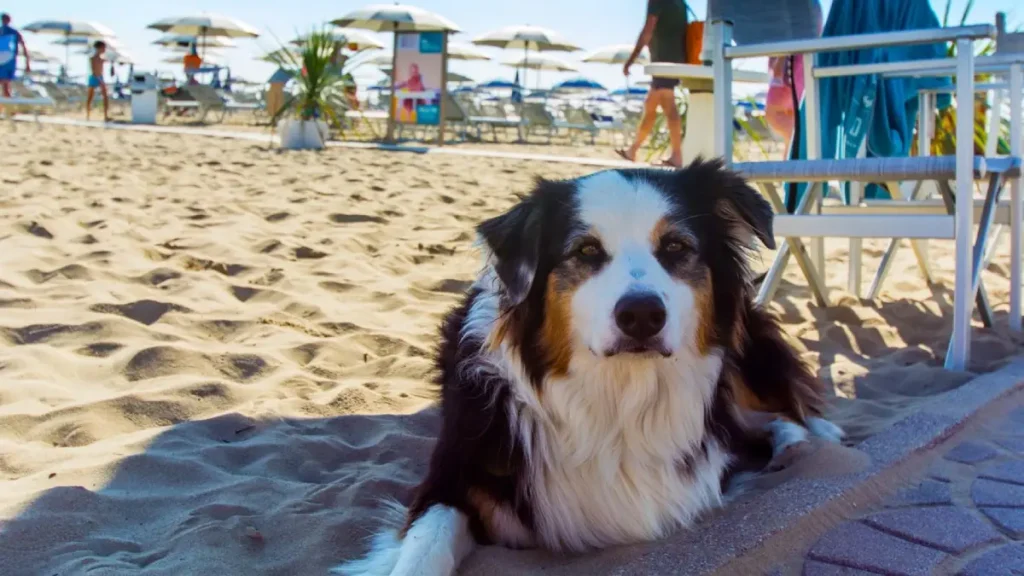 Spiagge dog friendly a Rimini